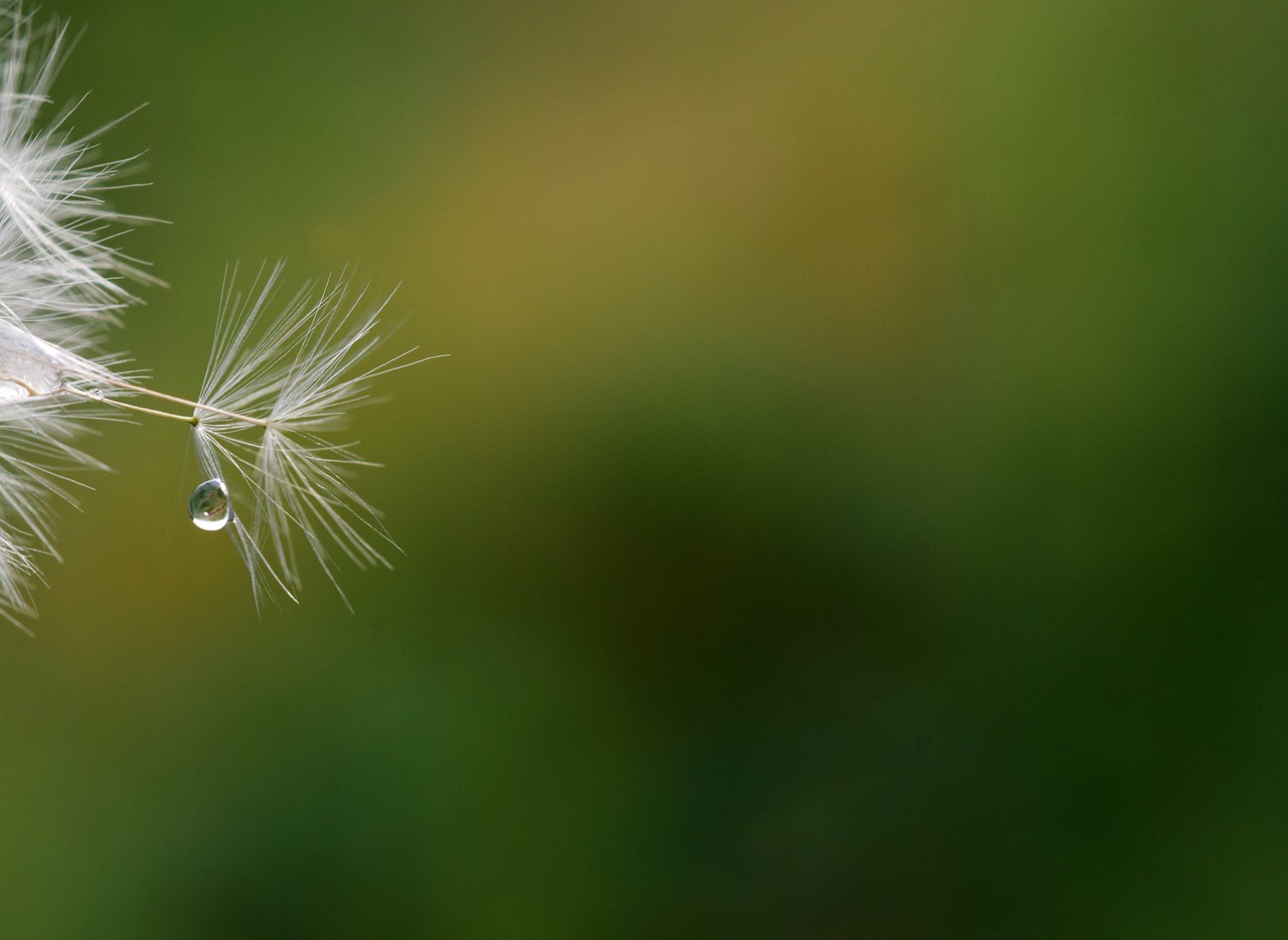 dandelion seeds close free photo