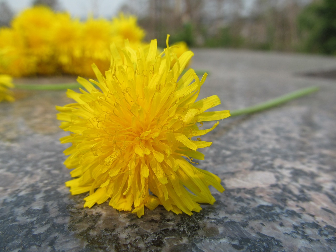 dandelion flower chamomile free photo