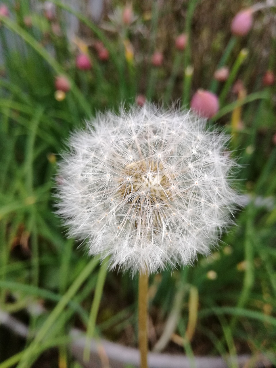 dandelion garden free pictures free photo