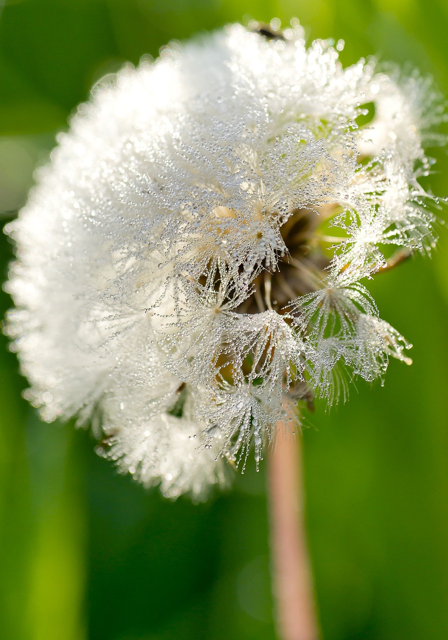 dandelion droplets rosa free photo