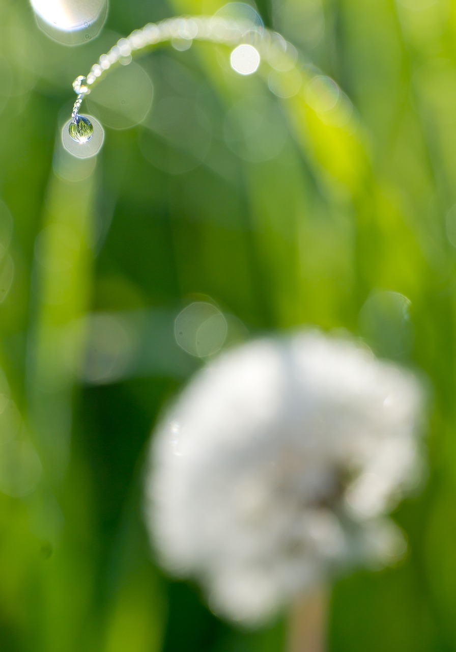 dandelion droplets rosa free photo