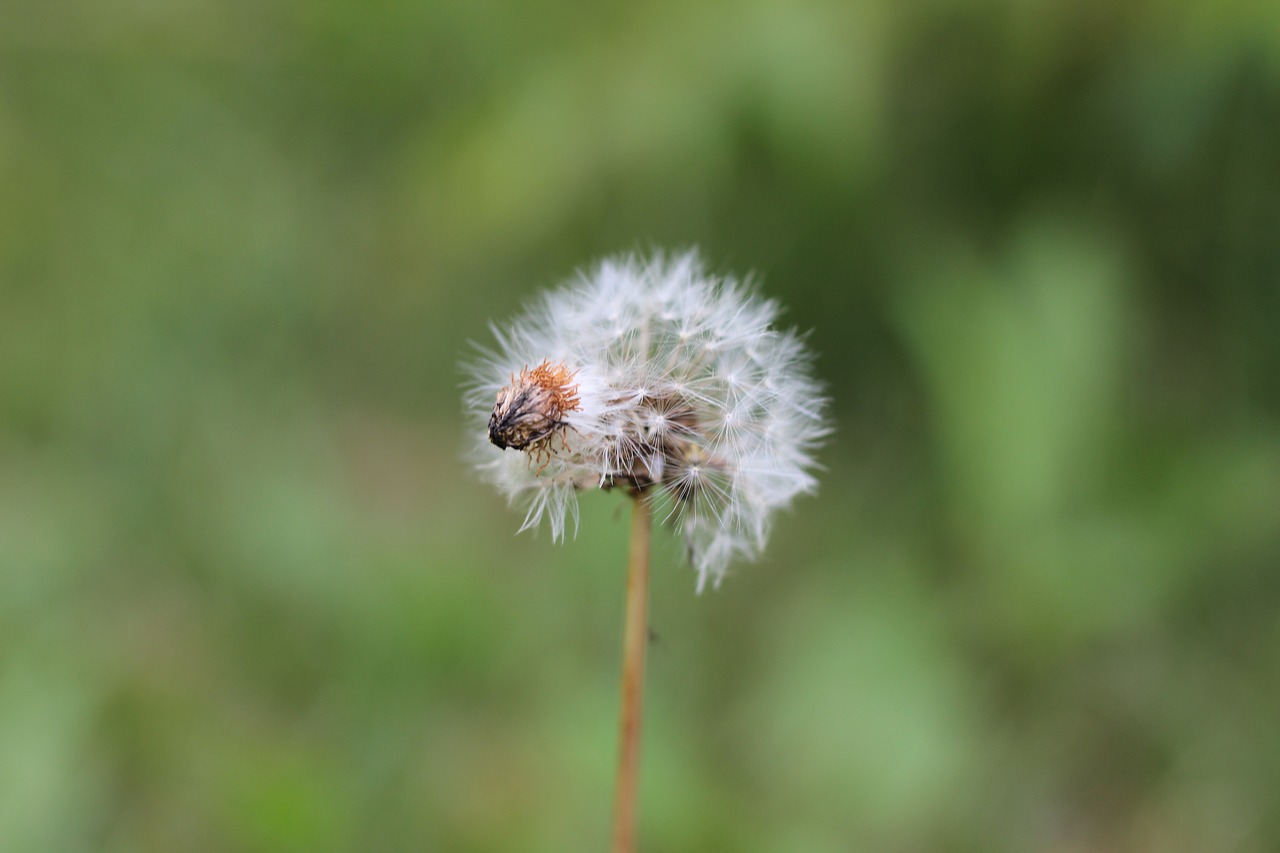 dandelion flower nature free photo