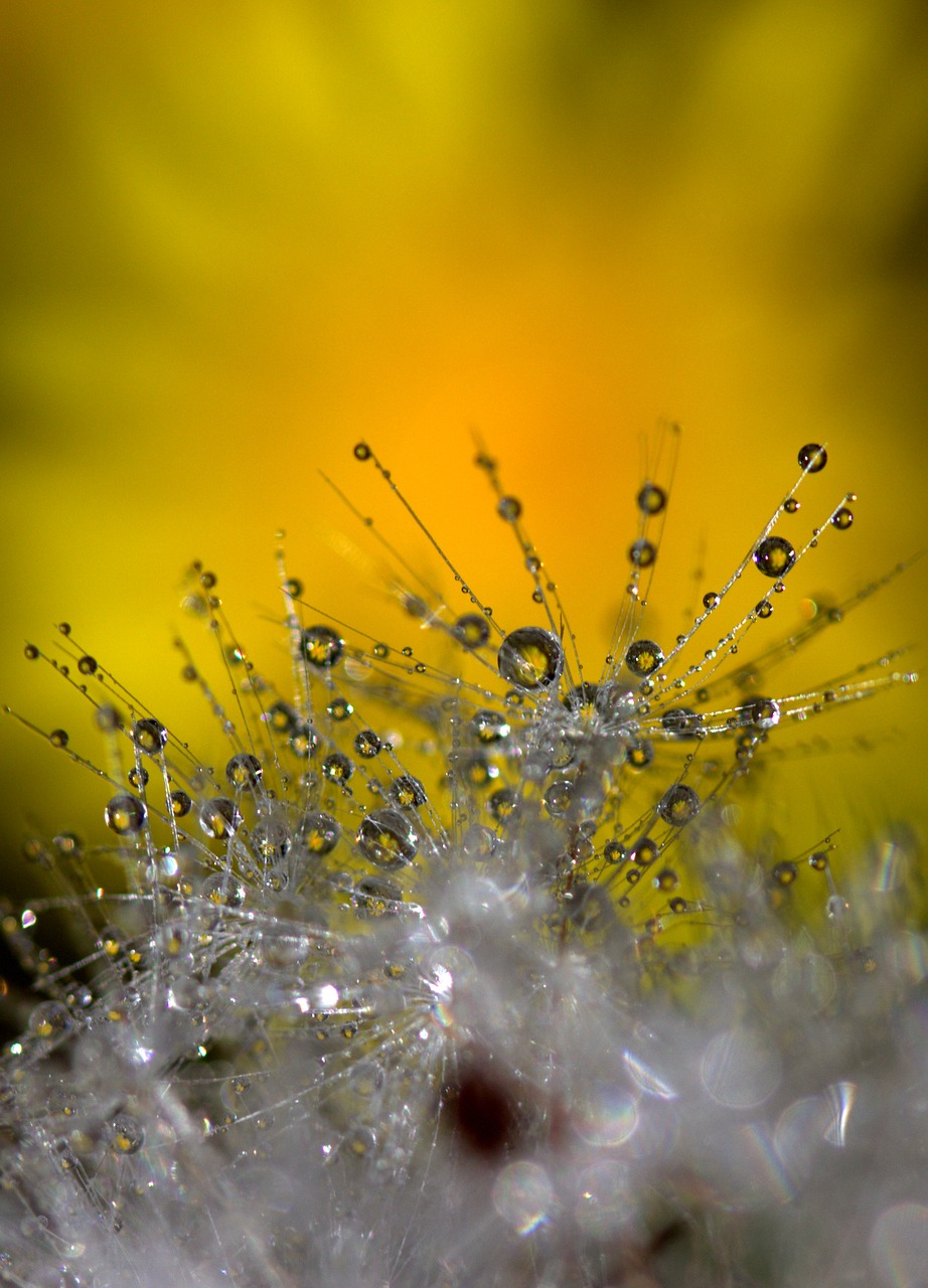 dandelion macro drops free photo