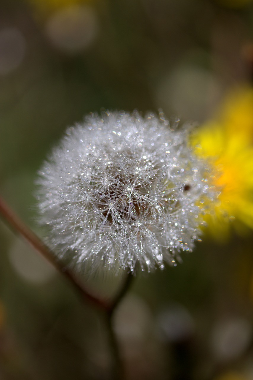 dandelion plant drops free photo