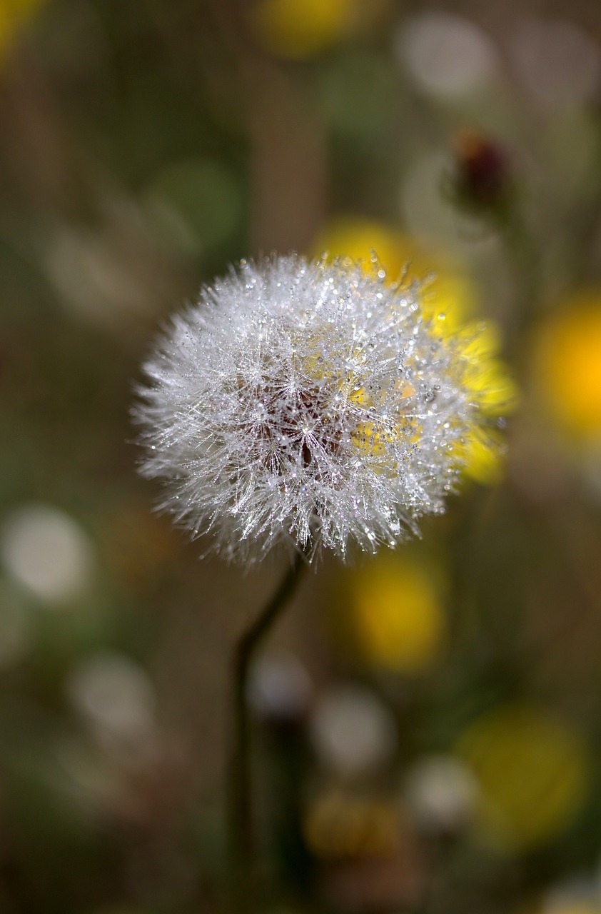 dandelion plant drops free photo