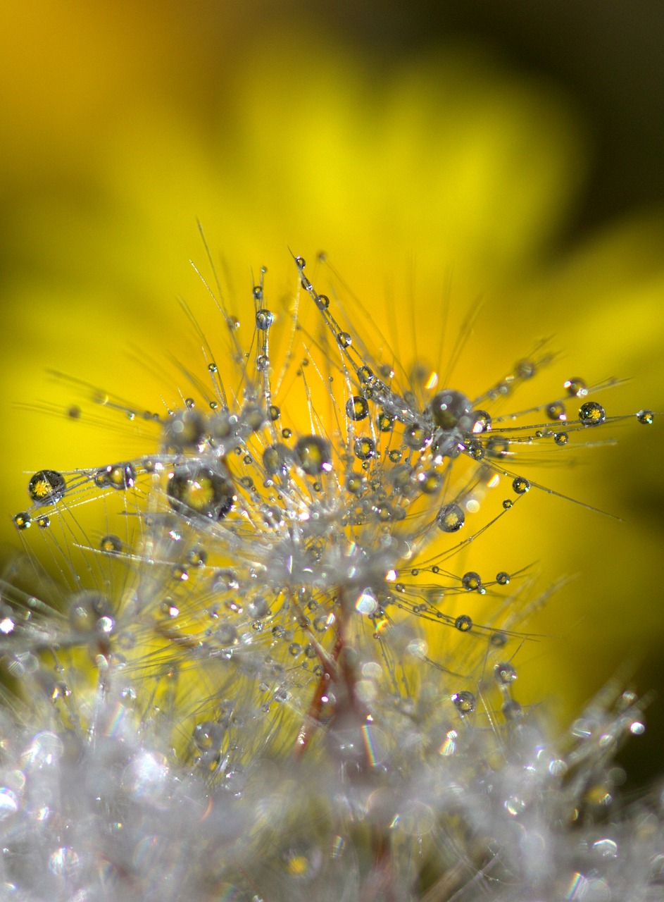 dandelion macro drops free photo