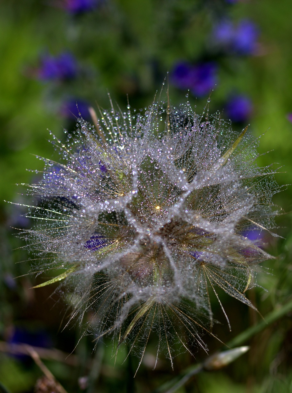 dandelion plant drops free photo