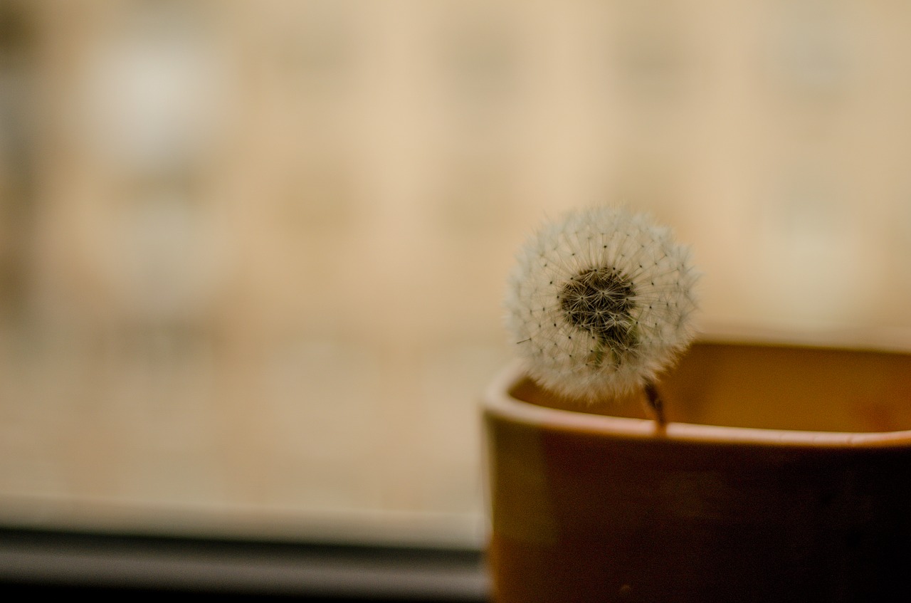 dandelion flower plant free photo