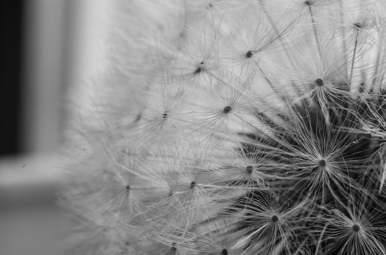 dandelion flower plant free photo