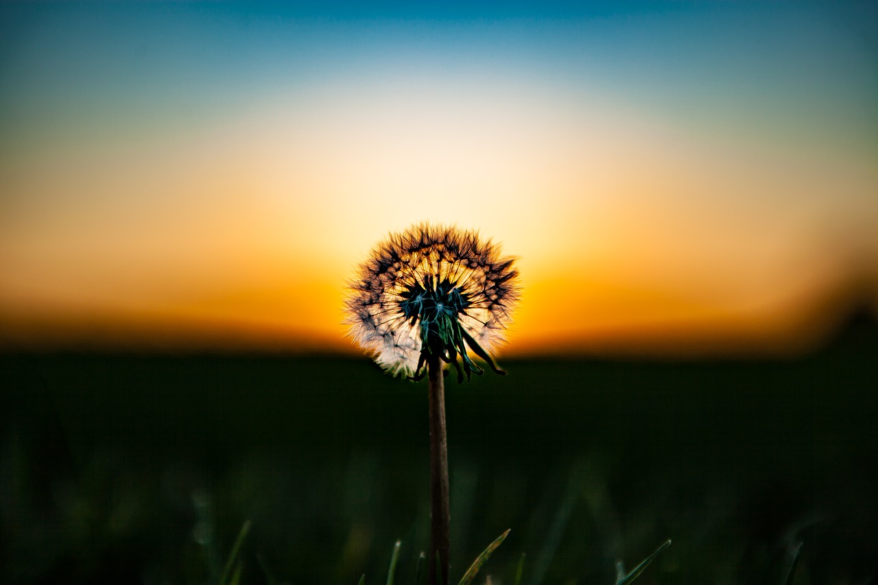 dandelion flower plant free photo