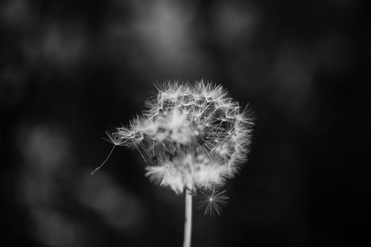 dandelion flower plant free photo