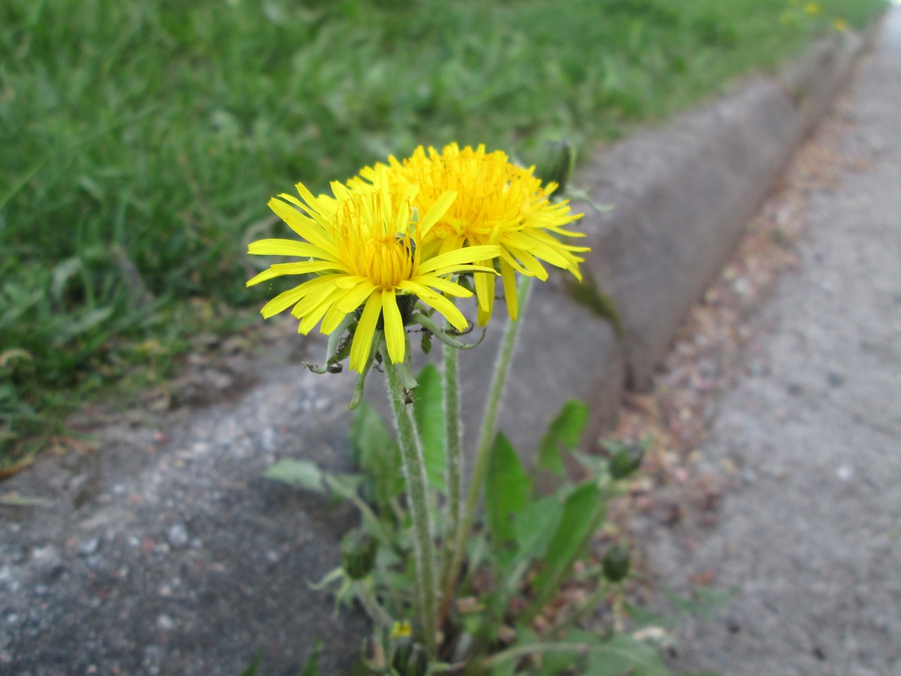 dandelion asphalt flower free photo