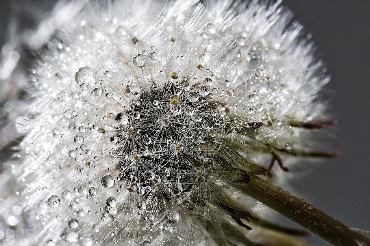 dandelion flower plant free photo