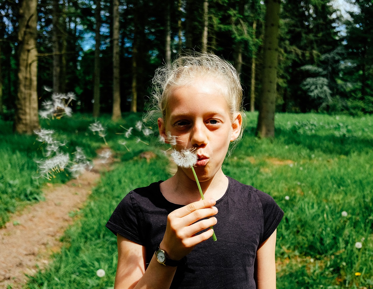 dandelion flower plant free photo