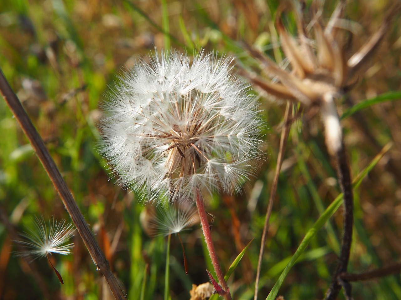 dandelion flower blossom free photo