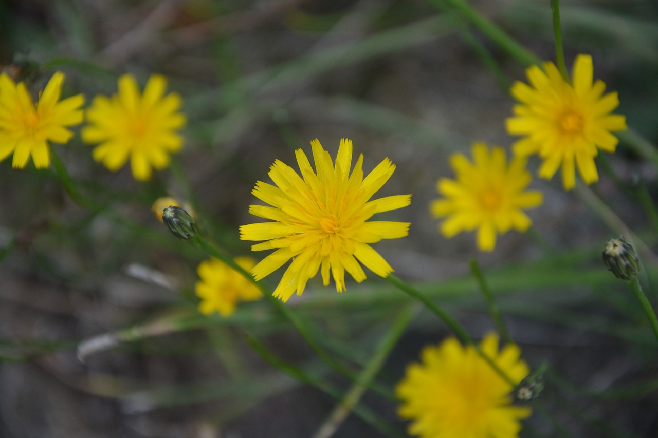 dandelion yellow field free photo