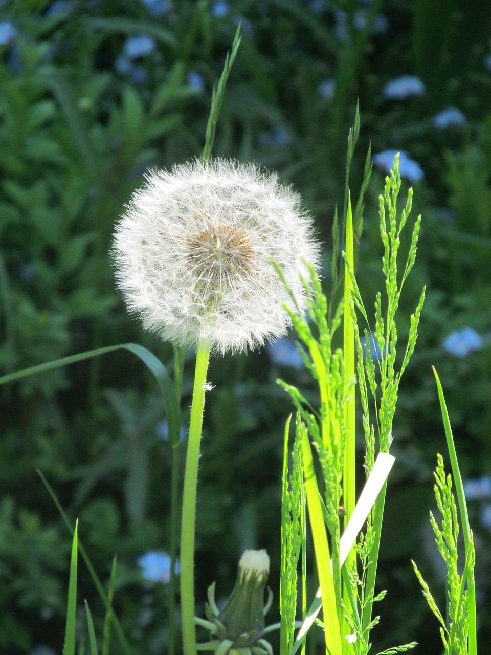 dandelion n nature free photo