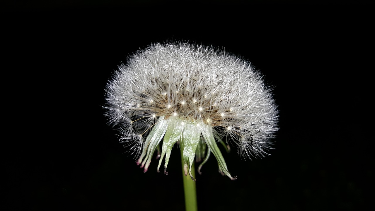 dandelion flowers nature free photo