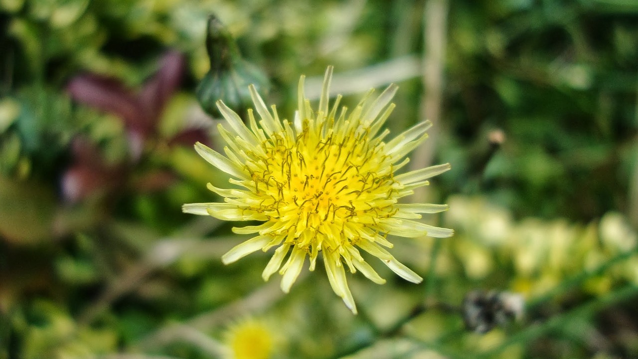 dandelion yellow flower yellow free photo