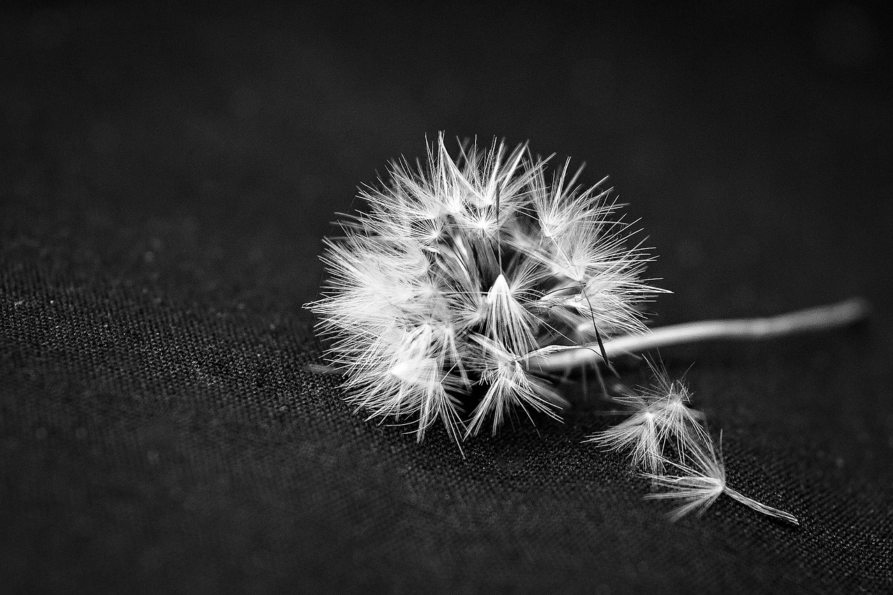 dandelion flower plant free photo