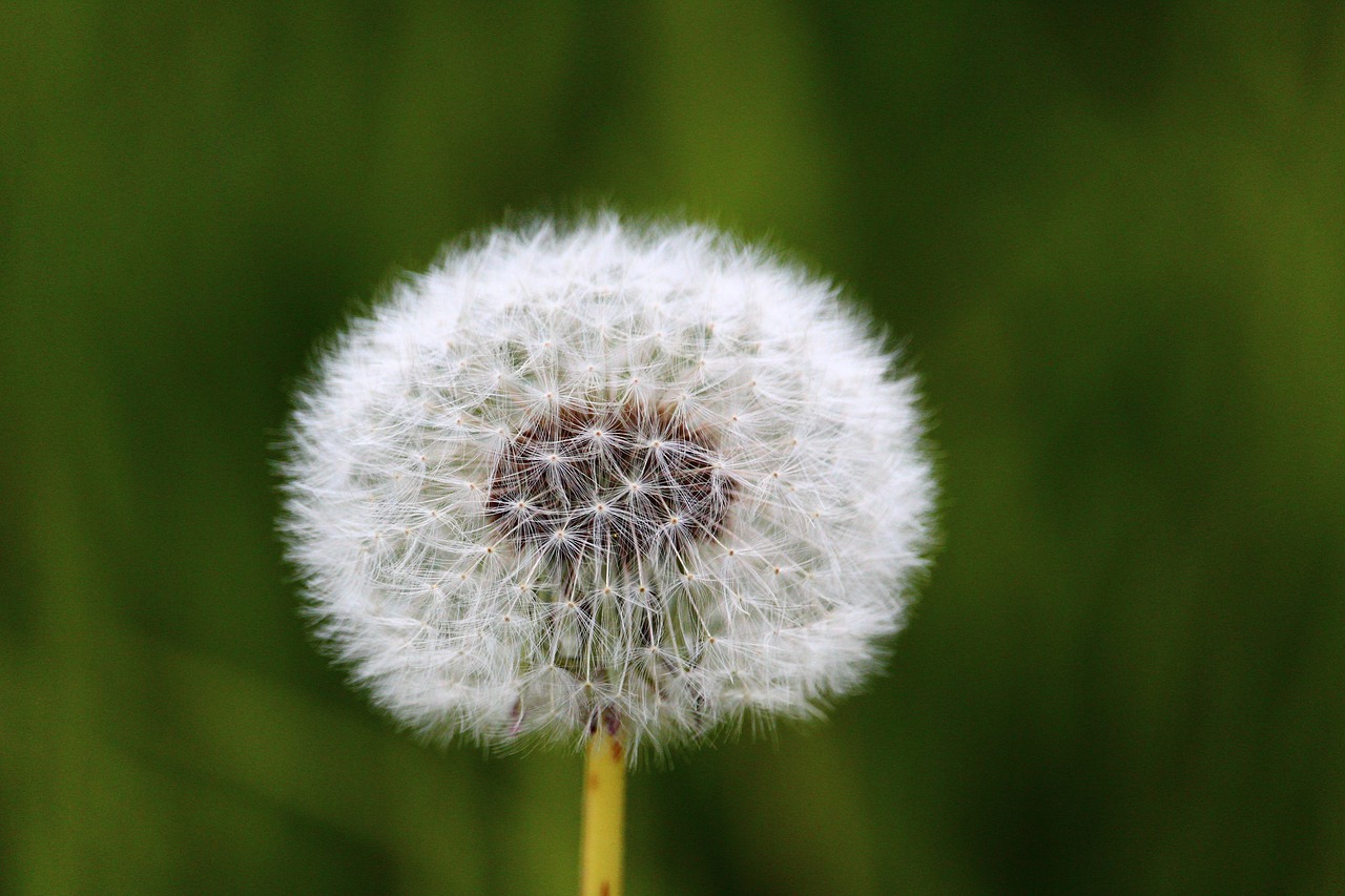 dandelion flower plant free photo