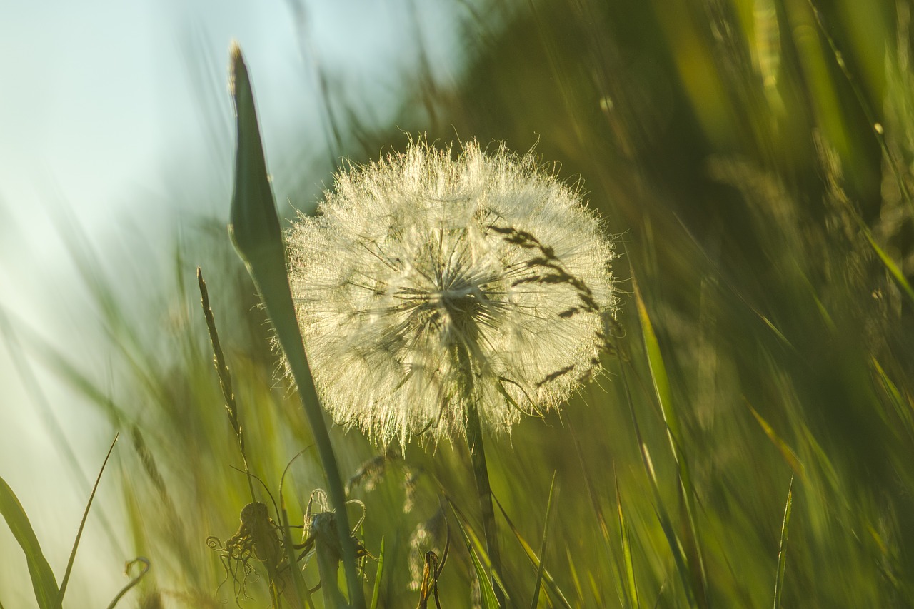 dandelion grass rays free photo