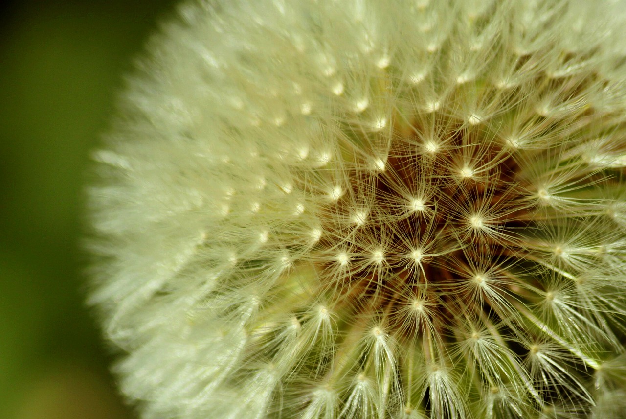 dandelion spring meadow free photo