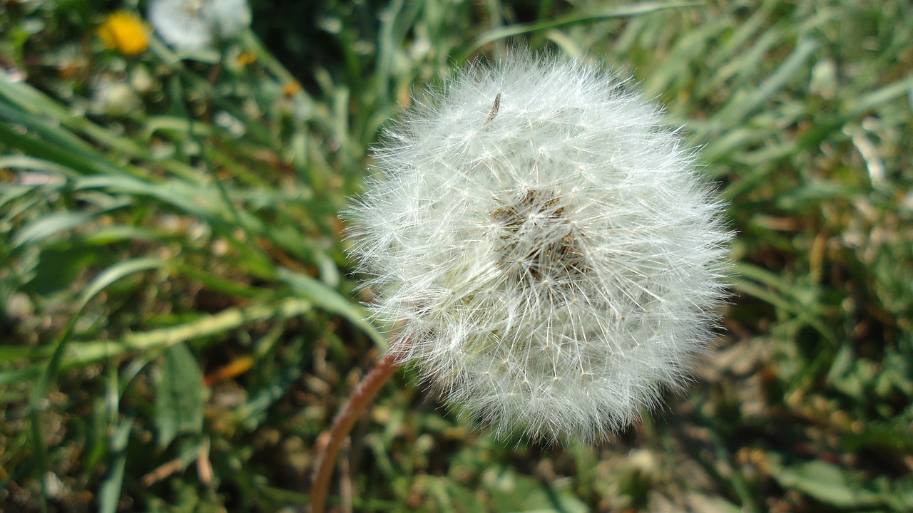 dandelion flower free pictures free photo