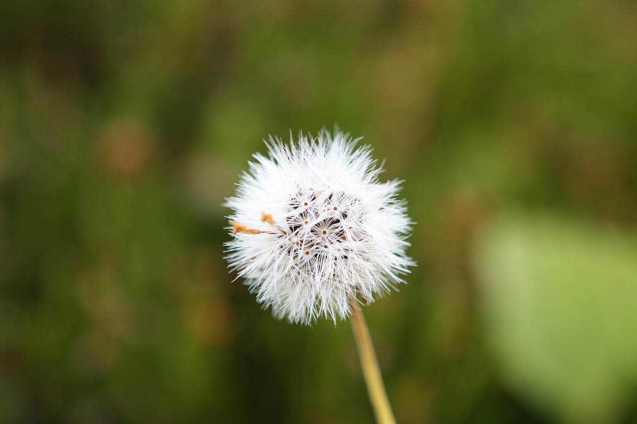 dandelion flowers seeds free photo