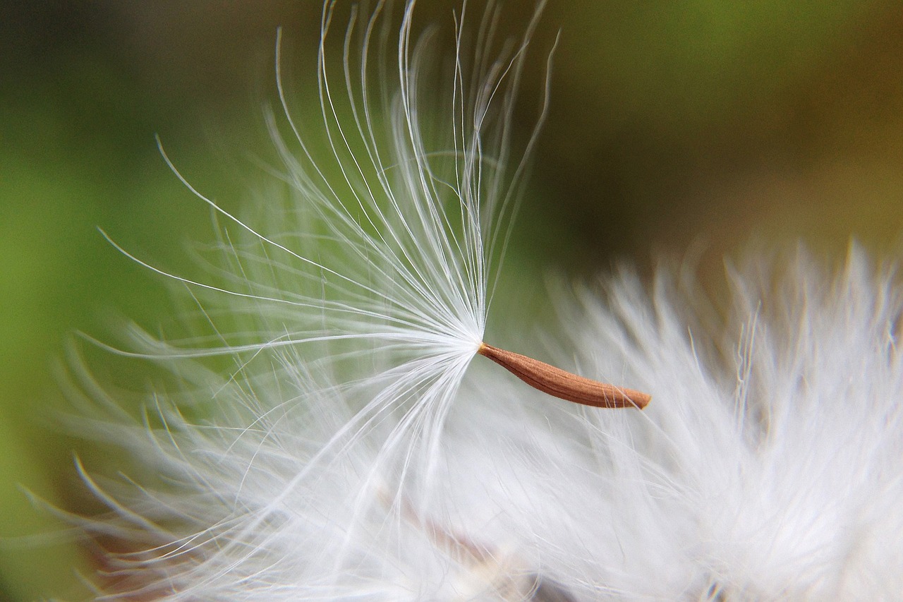 dandelion plant flower free photo