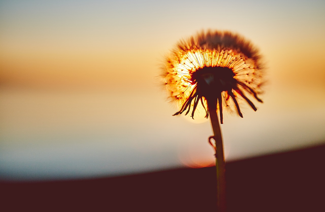 dandelion flower nature free photo