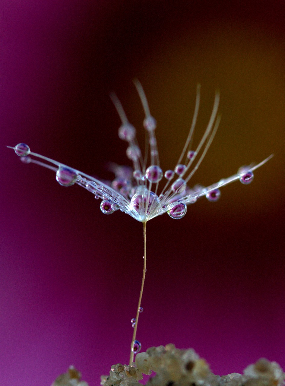 dandelion drops plant free photo