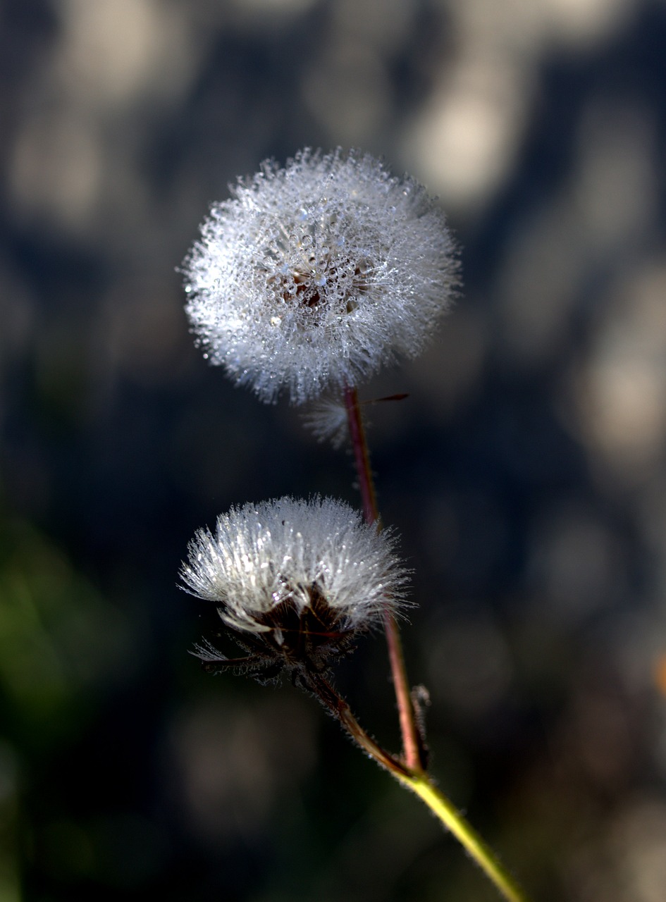 dandelion plant drops free photo