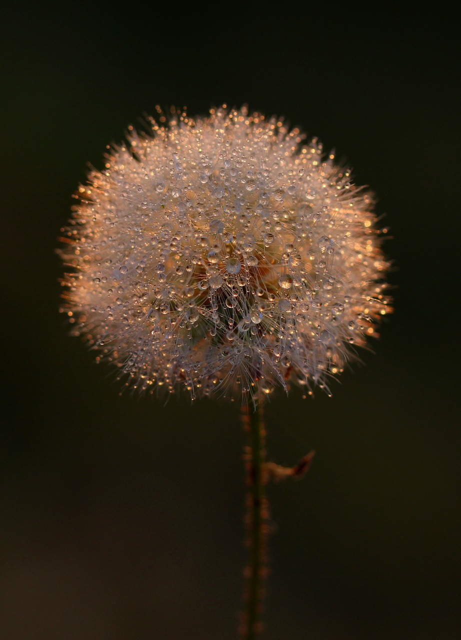 dandelion plant drops free photo