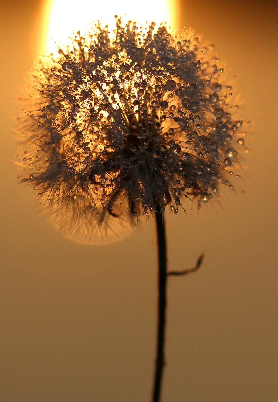 dandelion plant drops free photo