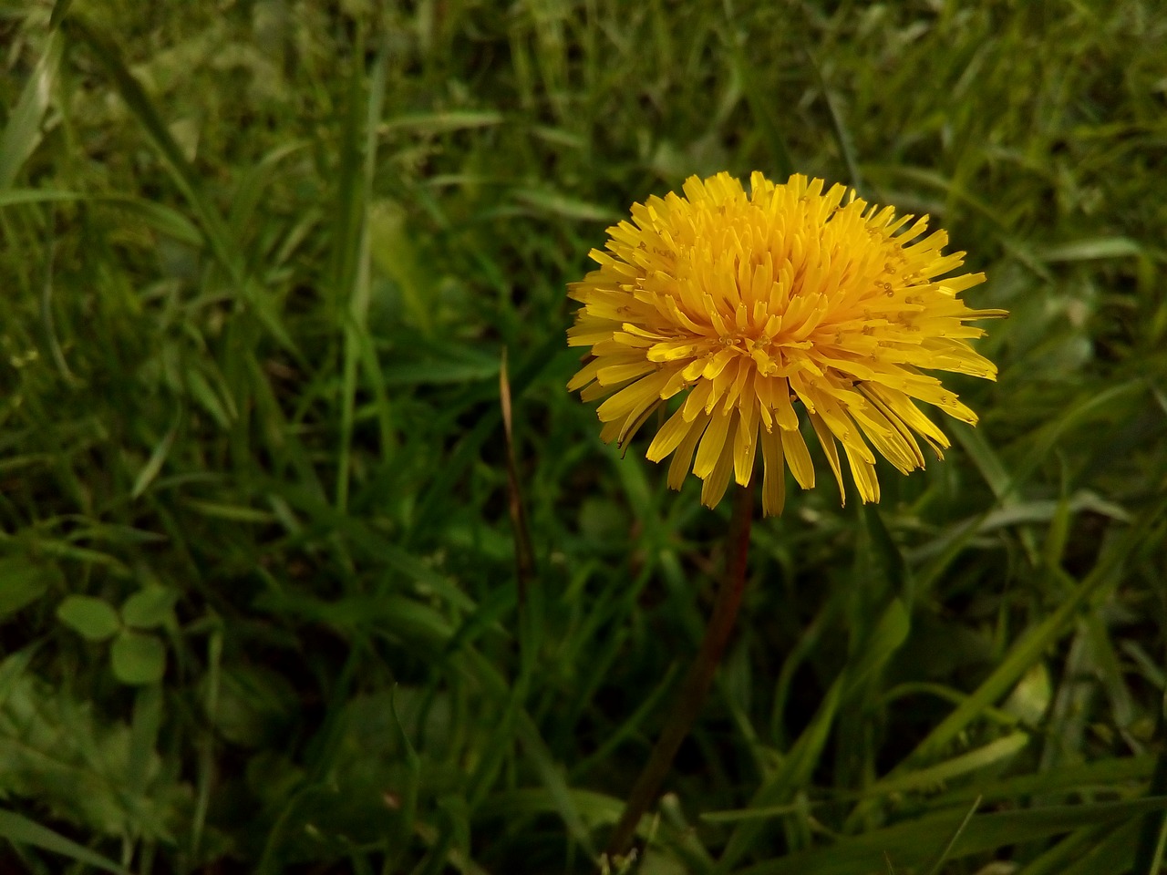 dandelion field flower free photo