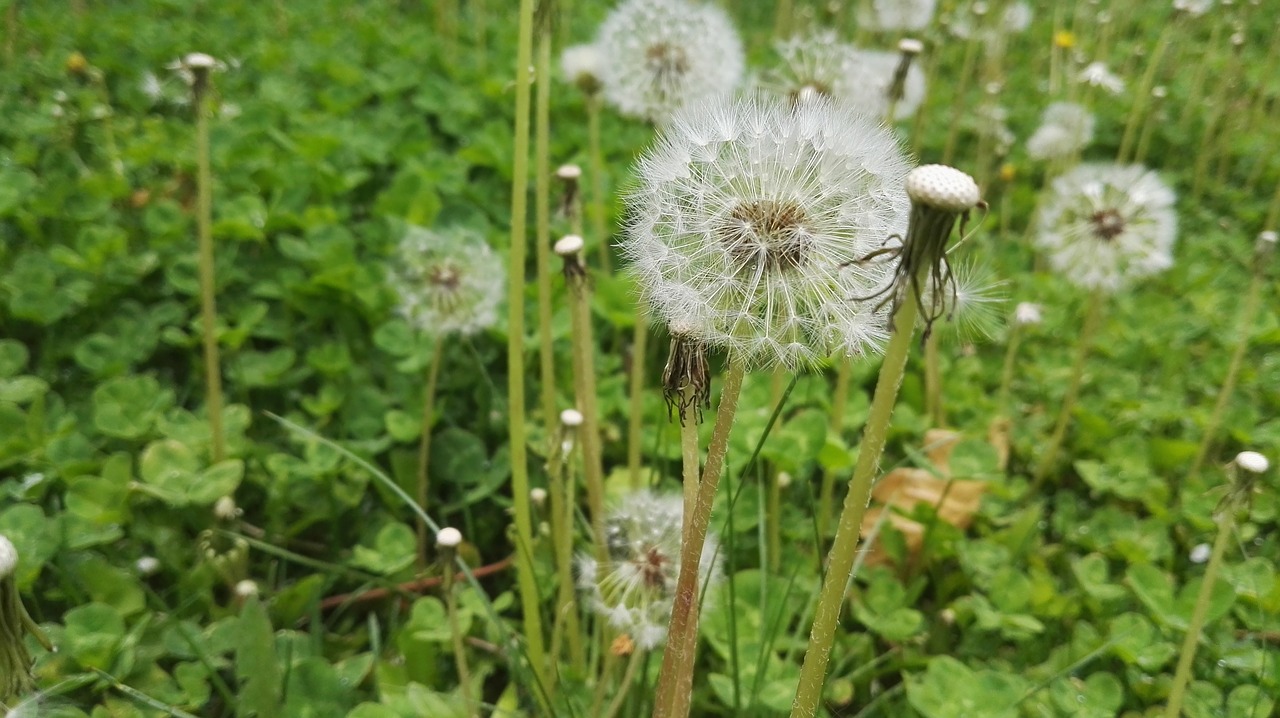 dandelion little dandelion small white umbrella free photo