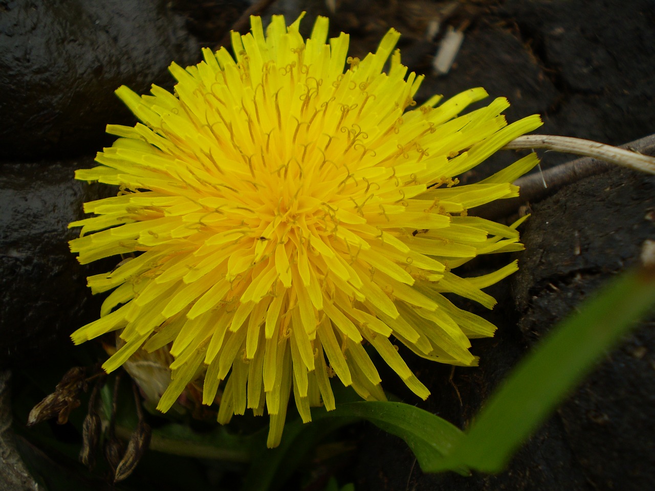 dandelion yellow flower wild flora free photo