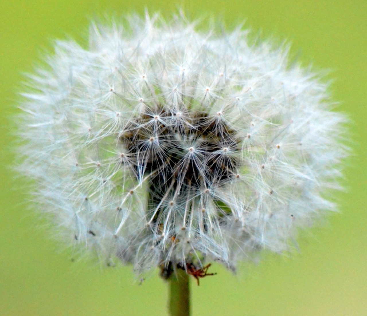 dandelion nature close free photo