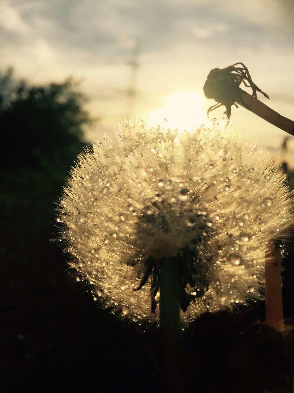 dandelion rain landscape free photo