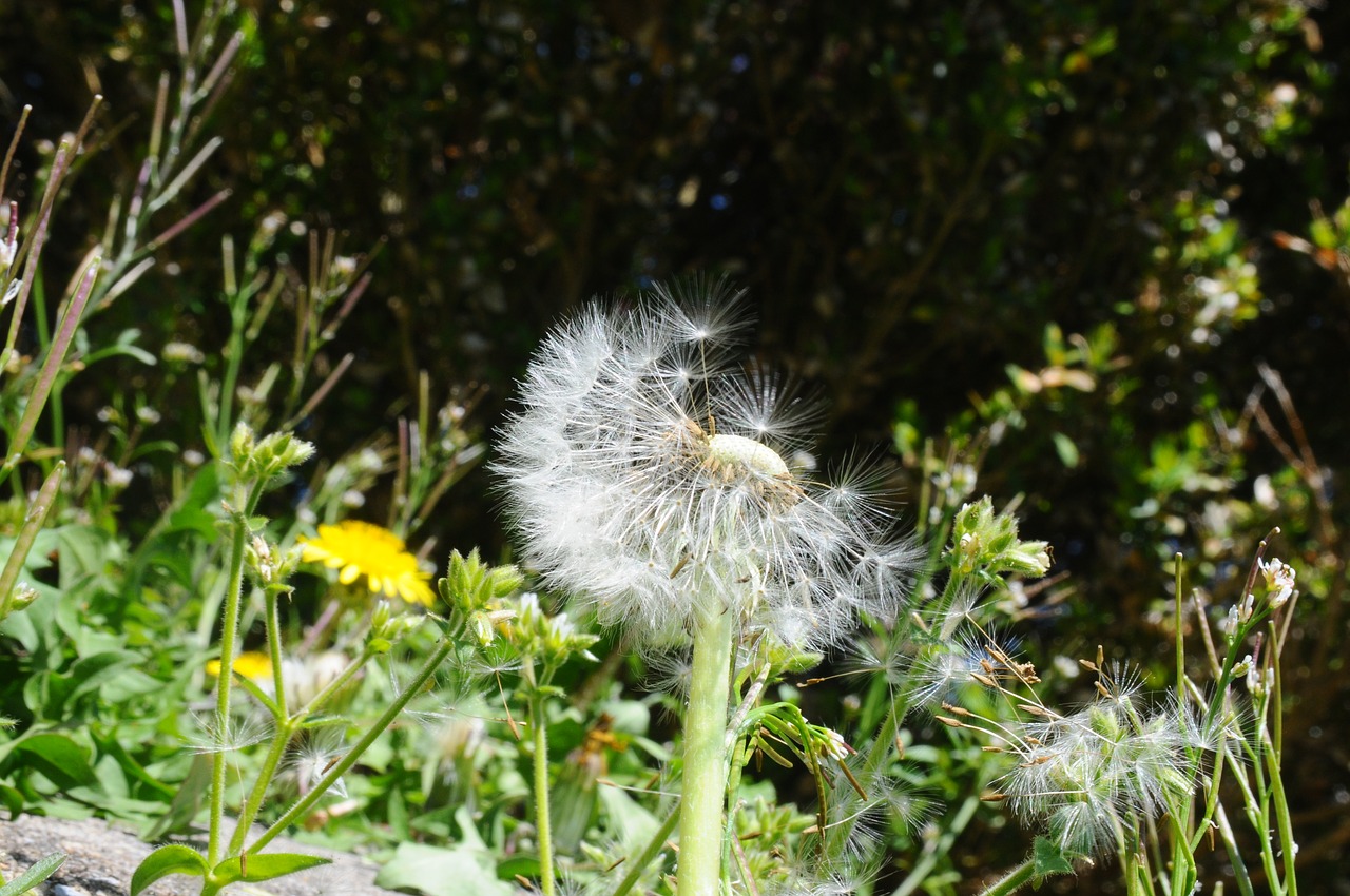 dandelion blown spring free photo