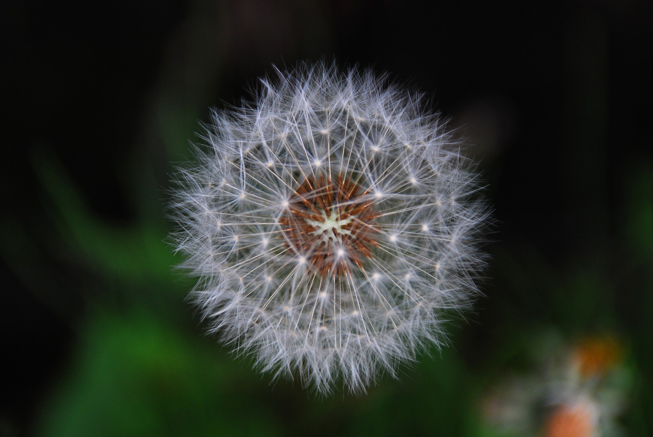 dandelion flower white free photo