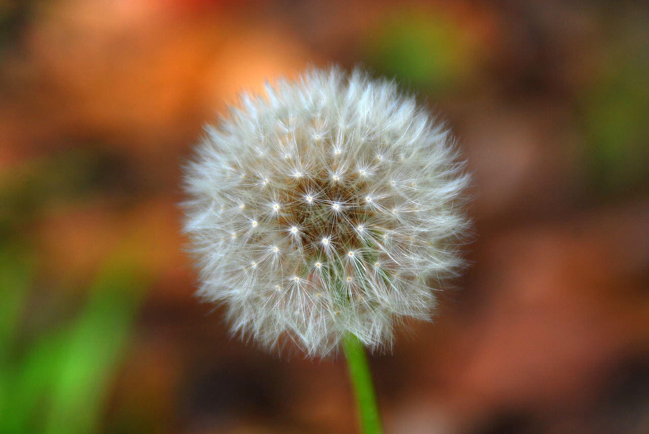 dandelion flower white free photo