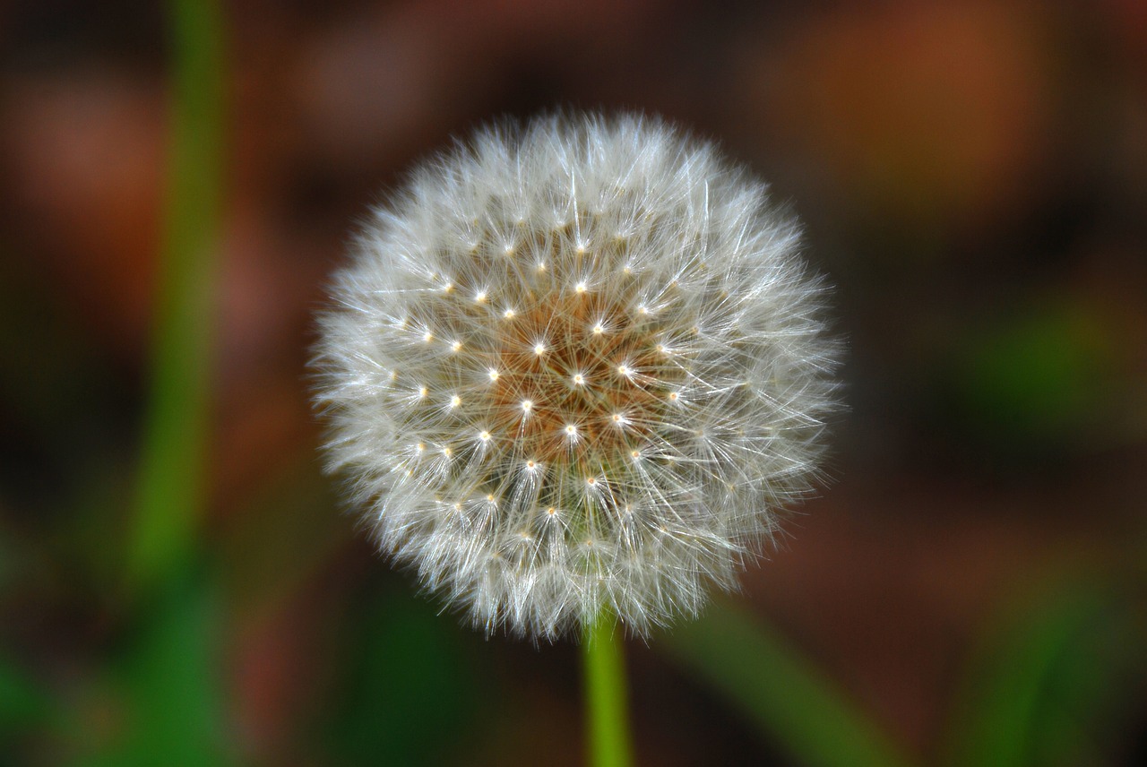 dandelion flower white free photo