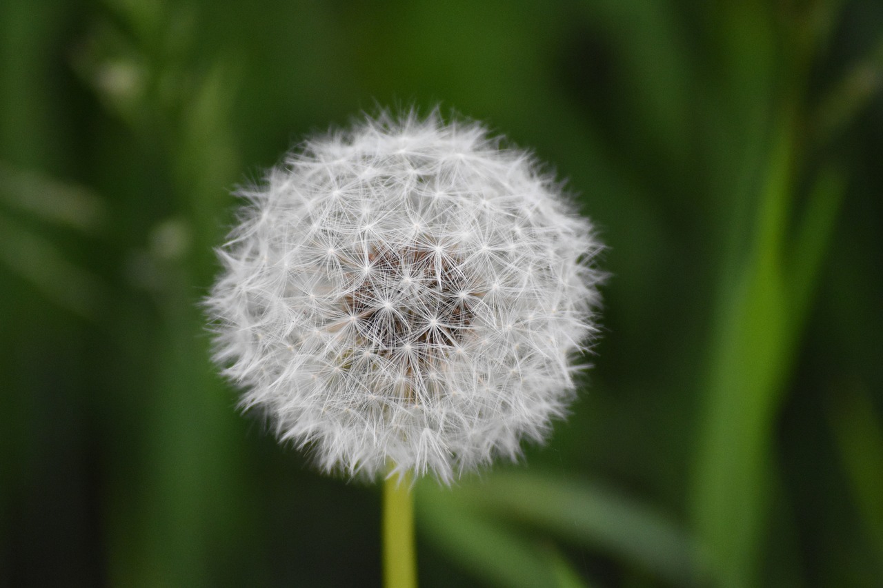 dandelion pollen nature free photo