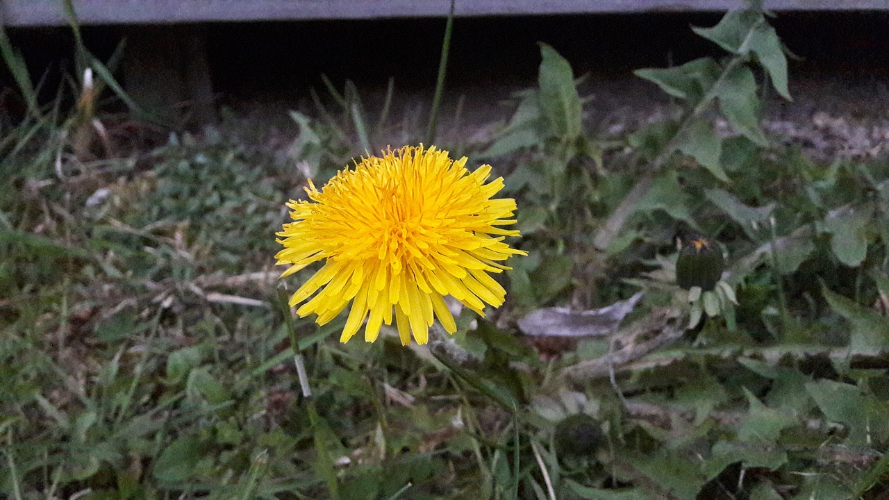 dandelion dandelions yellow free photo