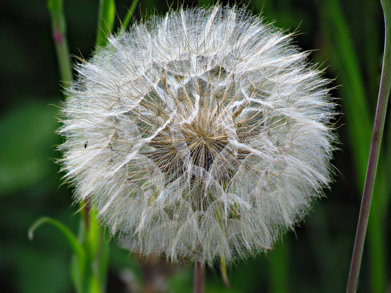 dandelion nuns sonchus oleraceus free photo