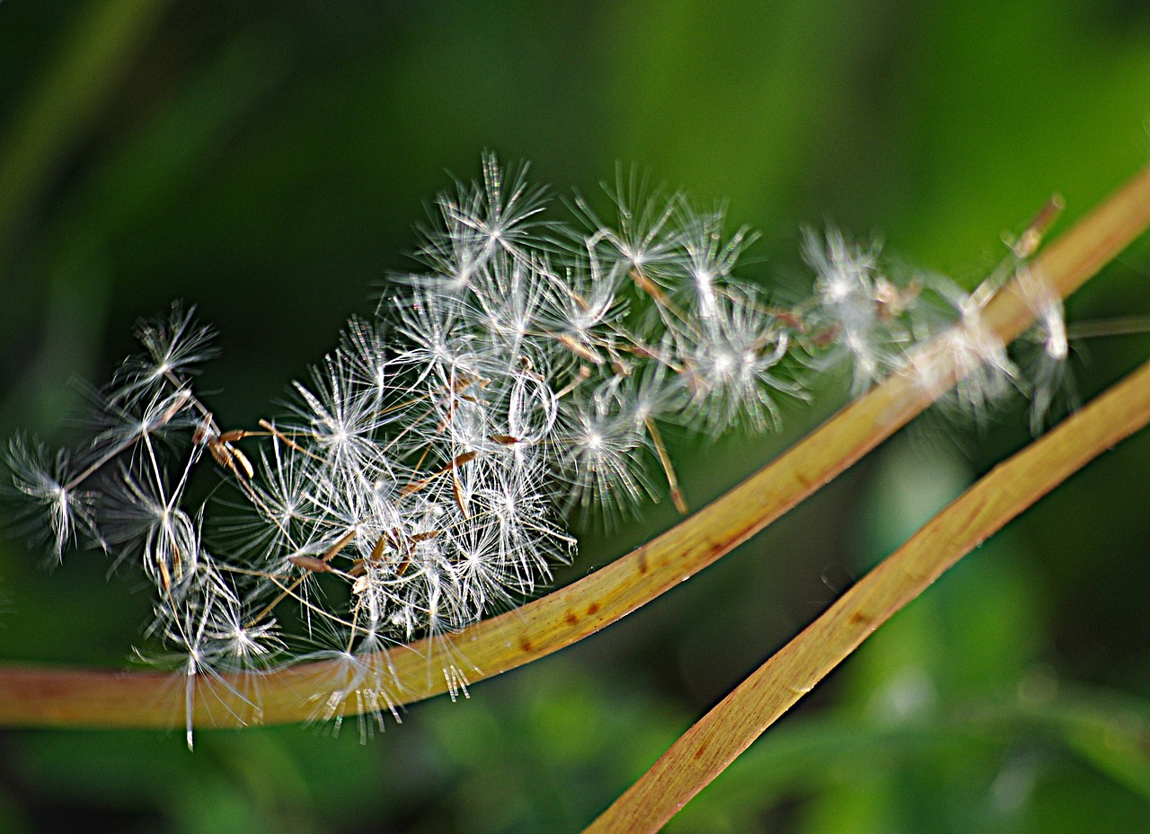 dandelion seeds stalks free photo