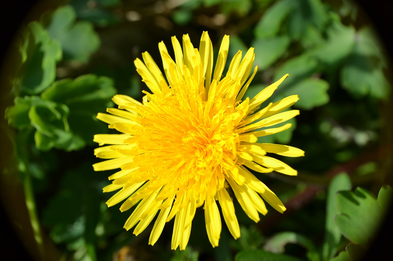 dandelion flowers yellow free photo