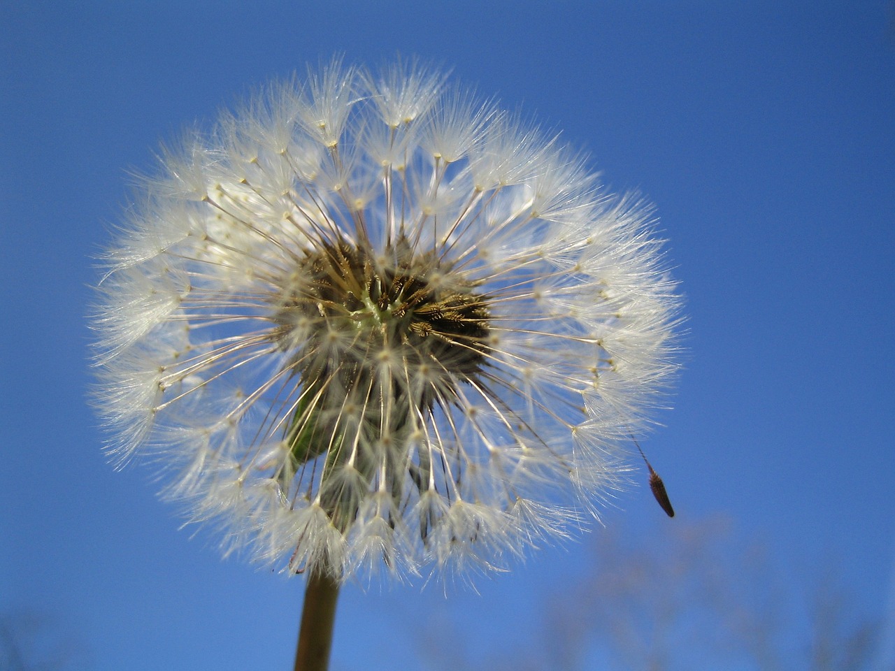 dandelion sky flower free photo